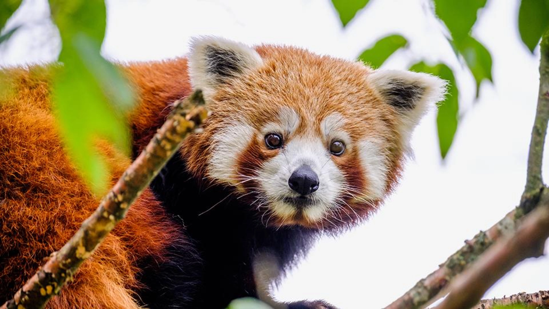Röd panda i Dyreparken i Kristiansand