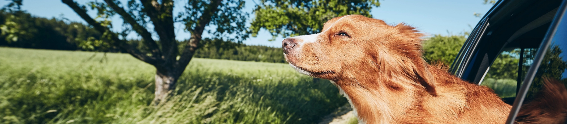 Hund med huvudet ut genom bilfönstret