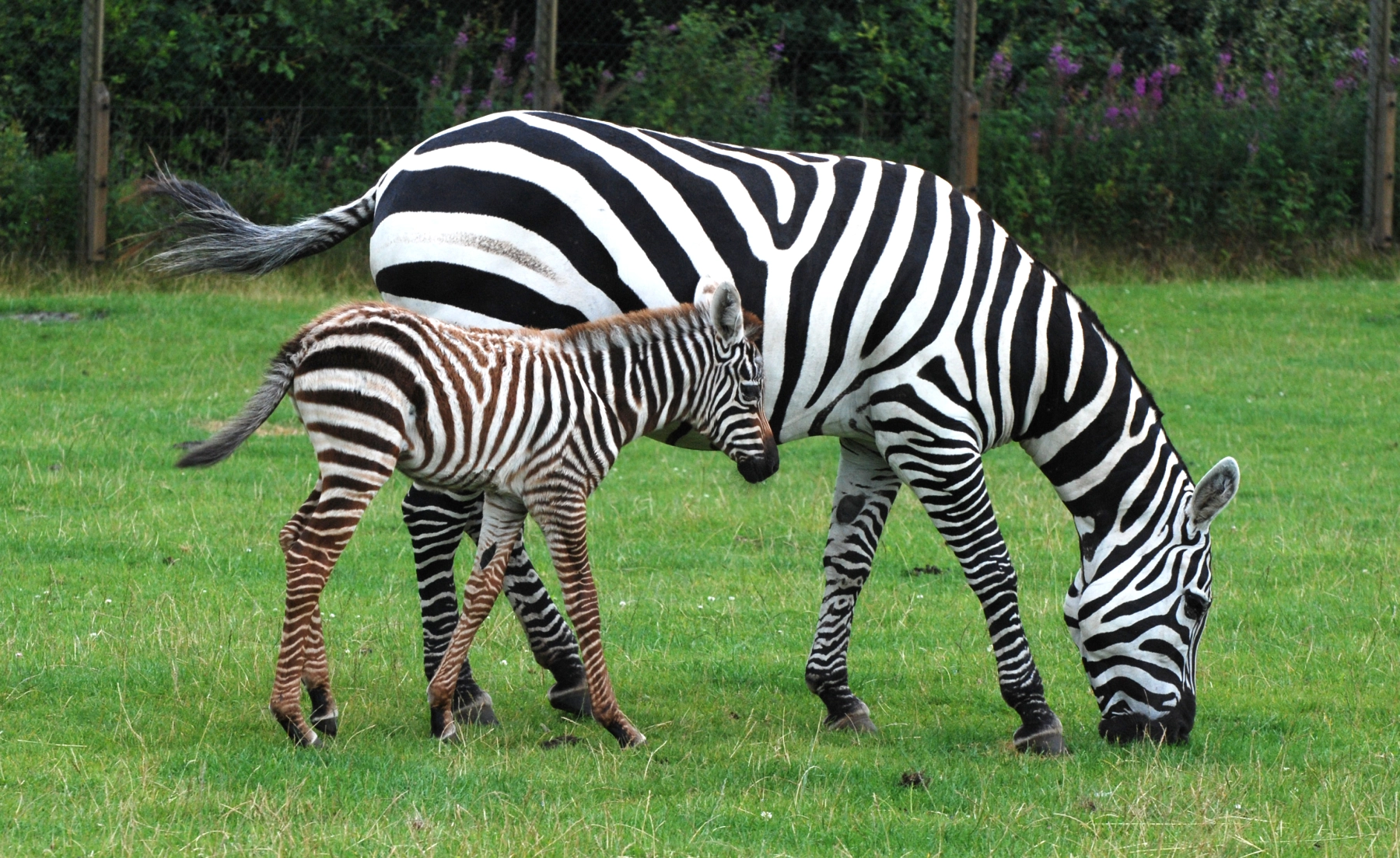 GIVSKUDZOO_Zebras.jpg