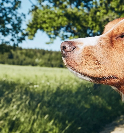 Hund som stikker hodet ut av et bilvindu