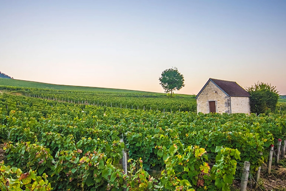 Fransk druegård.jpg