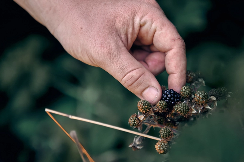 Hånd som plukker bær.jpg