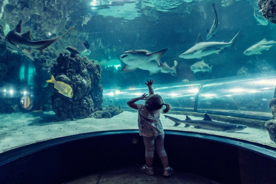 Barn som ser på fisk i akvarium på Kattegatcentret.jpg