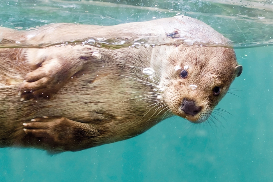 AQUA Akvarium & Dyrepark.jpg