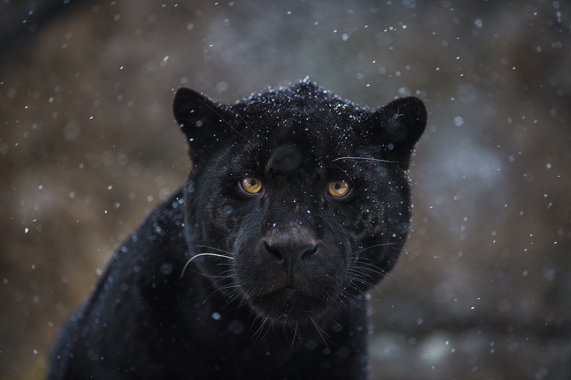 Jaguar Chica sne_D4A2453.jpg