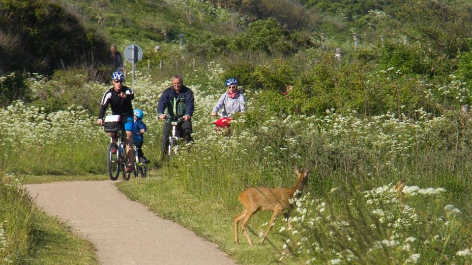 Sykkel og rådyr.jpg